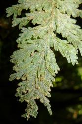 Hymenophyllum frankliniae. Stellate hairs densely covering the lamina segments and outer surfaces of the indusial flaps.  
 Image: L.R. Perrie © Te Papa 2013 CC BY-NC 3.0 NZ